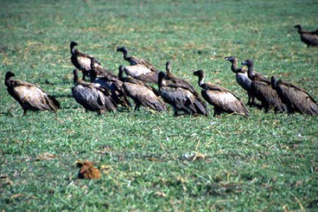 avvoltoi - Chobe National Park